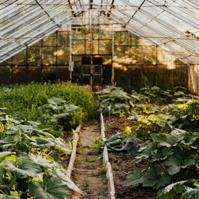 A peaceful greenhouse filled with thriving green plants and vegetables.