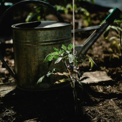 A rustic watering can next to growing tomato plants in an Estonian greenhouse.