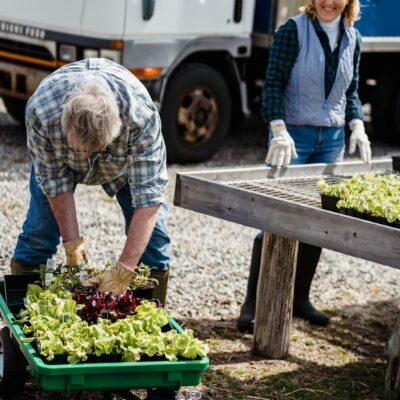 Senior adults gardening with seedling trays outdoors, near a truck.